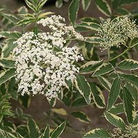 Instant Karma Elderberry - 4" pot - Sambucus