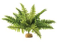 Exo Terra Boston Fern Terrarium Plant, Medium