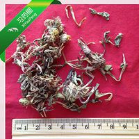 XYP Pugongying Pu Gong Ying Herba Taraxaci Mongolian Dandelion Herb 蒲公英 100gram