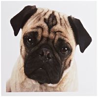 3dRose Cute Mug Of A Pug Closeup - Greeting Cards, 6 x 6 inches, set of 6 (gc_100990_1)