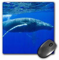 3dRose LLC 8 x 8 x 0.25 Inches Hawaii Big Island Humpback Whale Paul Souders Mouse Pad (mp_89842_1)