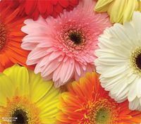WOW!PAD 7.5 x 8.5 Inches Mouse Pad - Gerberas (78WC90)