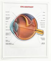 Human Eye 3D Poster Anatomy Wall Chart，Updated Bump Design Blister Picutre with Complete Schematic View of Parts and Functions for Clinic, Hospital, Doctor Office, Classroom 20.5"H x 16.7"W