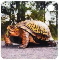 3dRose New Jersey, Great Swamp NWR. Eastern Box Turtle - US31 JGL0022 - Jim Gilbert - Key Chains, 2.25 x 4.5 inches, set of 2 (kc_92471_1)