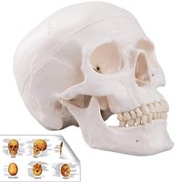 RONTEN Human Skull Model, Life Size Replica Medical Anatomy Anatomical Adult Model with Removable Skull Cap and Articulated Mandible, Full Set of Teeth，7.2x4.2x4.95in