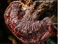 Certified 100% Changbai Mountain Wild Red Reishi Whole Mushroom. Miraculous Effect on Curing Tumors (250G)