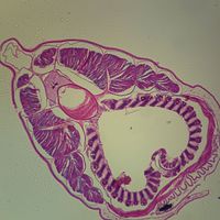 Amphioxus Pharyngeal Region, c.s. 7 m, H&E Microscope Slide