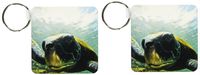 3dRose Pacific Green or Black Sea Turtle feeding on algae Punta Cormorant Floreana Island - Key Chains, 2.25 x 2.25 inches, set of 2 (kc_10115_1)