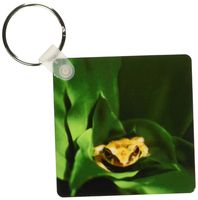 3dRose Coqui Frog in Puerto Rico, David R. Frazier Key Chains, Set of 2 (kc_72305_1)