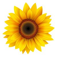USTORE Vinyl Sticker Decal Yellow Sunflower Weather Resist for Windows Car Cell Phone Bumpers Laptop Wall, 5" x 5"