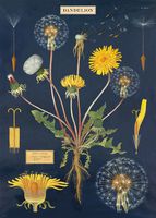 Cavallini Decorative Wrap Poster, Dandelion Chart, 20 x 28 inch Italian Archival Paper (WRAP/DAN)