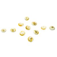 The Holy Mart Gomati Chakra Original (Set of 11) Gomatichakra for Pooja