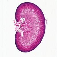 Mammal Kidney, Median sag. sec. 7 m H&E Microscope Slide