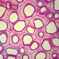 Persimmon Endosperm, l.s. Microscope Slide