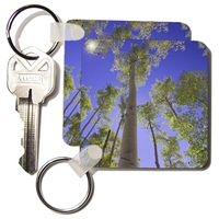 3dRose Aspen trees, Uncompahgre National Forest Colorado - NA02 RNU0236 - Rolf Nussbaumer - Key Chains, 2.25 x 4.5 inches, set of 2 (kc_84334_1)
