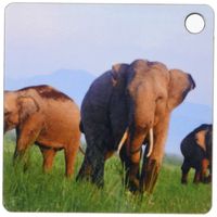3dRose Indian Elephants, Corbett National Park, India-AS10 JRA0419 - Jagdeep Rajput - Key Chains, 2.25 x 4.5 inches, set of 6 (kc_71674_3)