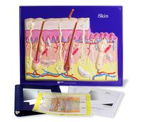 American Educational Skin Model Activity Set
