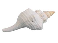 Mexican Horse Conch Shell: 10-11" (1362-1011) L25