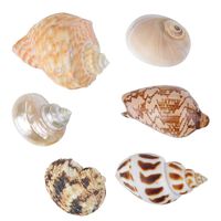 Large Hermit Crab Shells for Adult Crabs,6 Pack Different Types Natural Seashells No Painted Changing Shells Growth Shell,1 to 2 inch Opening Width