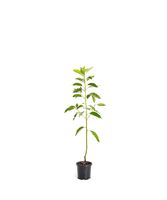 Brighter Blooms Cold Hardy Avocado Tree, 1-2 Ft. | Exotic, Delicious & Climate-Resilient | Greenhouse-Grown, Grafted (not Seed Grown) for Earliest Fruit | No Shipping to AZ