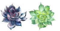 2 Pack Succulent Watercolor Sticker Decal 3" x 3" Decorative for Laptop Waterbottle Phone etc.