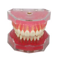 Dentalmall® 1 Pc Dental Demonstration teeth Model - Standard Study Teaching dental mode with all Removable Teeth #4004 01