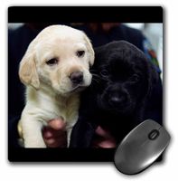 3dRose LLC 8 x 8 x 0.25 Inches Mouse Pad, Black and Yellow Lab Puppies (mp_1219_1)