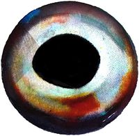 Brule 3-D Hard Epoxy Eyes (Sleet, 5mm)