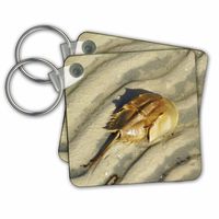 Tan Horseshoe Crab On Beach - Key Chains, 2.25 x 2.25 inches, set of 2 (kc_35257_1)