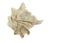 Mexican Left Hand Lightning Whelk Shell: 5-6" (1361-0506) R8