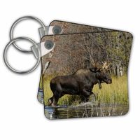 Bull moose wildlife, Grand Teton NP, Wyoming - Key Chains, 2.25 x 2.25 inches, set of 2 (kc_97570_1)