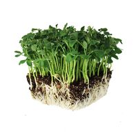 Speckled Pea Sprouting Seeds - 5 Lbs - Certified Organic, Non-GMO Green Pea Sprout Seeds - Sprouts & Microgreens