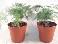 Two Fern Leaf Plumosus Asparagus Fern - 4" Pot - Easy to Grow - Great Houseplant