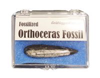 Genuine Polished Orthoceras Fossil with Display Box - Fossil Collection