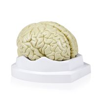 Walter Products B10401-3 Human Brain Model, Life Size, 3 Parts, 6 x 5 x 7.5 Inches