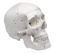 Numbered Human Adult Skull Anatomical Model, Medical Quality, Life Sized (9" Height) - 3 Part - Removable Skull Cap - Shows Most Major Foramen, Fossa, and Canals - Includes Full Set of Teeth