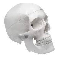 Human Adult Skull Anatomical Model, Medical Quality, Life Sized (9" Height) - 3 Part - Removable Skull Cap - Shows Most Major Foramen, Fossa, and Canals - Includes Full Set of Teeth