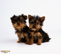 WOW!PAD 7.5" x 8.5" Puppies Mouse Pad ( 78PK98-007 )