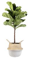 Costa Farms Live Ficus Lyrata, Fiddle-Leaf Fig, Floor Plant, 4-Feet Tall, Ships in Seagrass Basket, White-Natural, Fresh From Our Farm