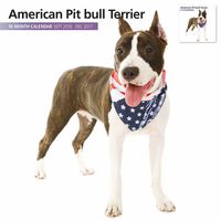 Magnet & Steel 2017 American Pit Bull Calendar, Wall Calendar