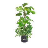 United Nursery Golden Pothos Totem Live Indoor Air Plant. 38" Shipping Size. Shipped Fresh in Grower Pot from Our Florida Farm