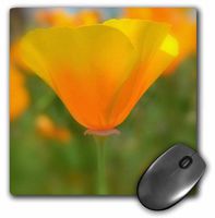 3dRose LLC 8 x 8 x 0.25 Inches Mouse Pad, Focus on a California Poppy- Flowers- Floral Photography (mp_33766_1)