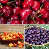 3-in-1 Cherry Jubilee Tree - 3 Unique Cherry Varieties Growing on 1 Tree!