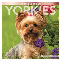 2020 Yorkies Wall Calendar (LME3231020)