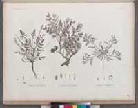 Prints Poster - Botanique. 1. Hedysarum ptolemaicum; 2. Astragalus longiflorus; 3. Astragalus mareoticus. 24" x 19"