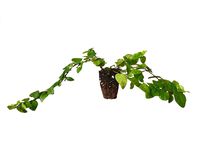 Creeping Fig Vine - Ficus Pumila - 50 Live Fully Rooted Plants - Climbing Ivy