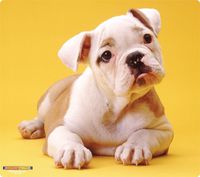 WOW!PAD 7.5" x 8.5" Puppies & Kittens Mouse Pad (78PK98-006)