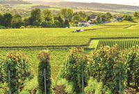 CSFOTO 7x5ft Countryside Farmland Backdrop Rural Green Crops Field Photography Background Farmland Village Scenery Landscape View Outdoor Holiday Travel Portraits Photo Studio Props Wallpaper