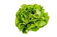 500 Buttercrunch Lettuce Seeds - Butterhead, Boston, Bibb - by RDR Seeds
