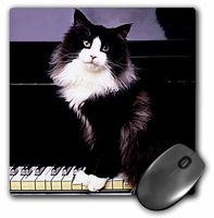 3dRose LLC 8 x 8 x 0.25 Inches Mouse Pad, Tuxedo Cat (mp_575_1)